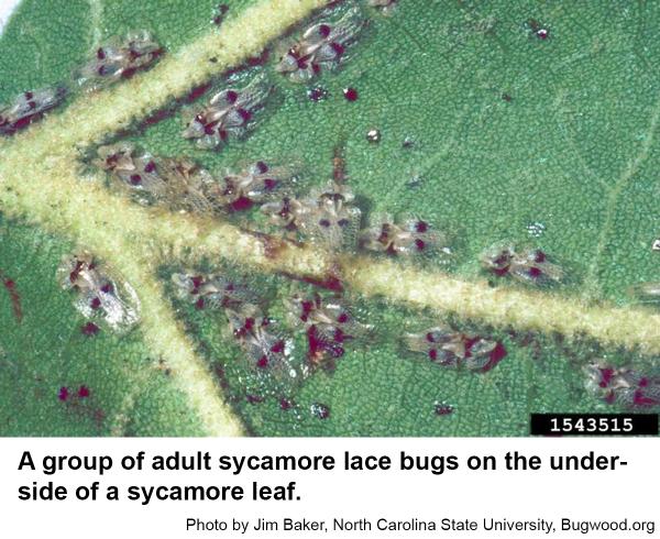 Sycamore lace bugs 